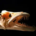 Acrocanthosaurus: En imponerende dansk guide til denne frygtindgydende dinosaur