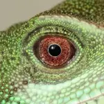 Dilophosaurus: Fra filmstjernen i ‘Jurassic Park’ til virkelighedens monstre