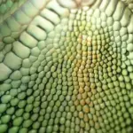 Din guide til Pentaceratops: Fakta og trivia om denne sjældne art