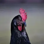 Elasmosaurus og dens kamp for overlevelse: En historie om evolution