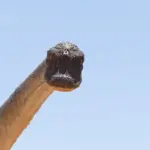 Et kig ind i fortiden: En dansk guide til Velociraptor og dens evolutionære historie