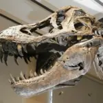 Følg i fodsporene på Marshosaurus – Den danske guide til at udforske denne dinosaur