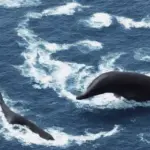 Liopleurodon: En dansk opdagelsesrejse til en af verdens største rovdyr