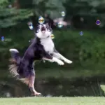 Mapusaurus’ jagtteknikker: Hvordan fangede den sine byttedyr?