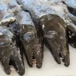 Ophthalmosaurus: En dybhavsfisk med tænder – en dansk guide til denne sjældne dinosaur