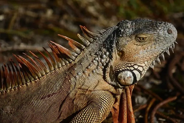 Piatnitzkysaurus' spændende træk: Lær mere om denne dinosaur fra fortiden
