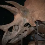 Sådan adskiller Stegoceras sig fra andre hornede dinosaurer