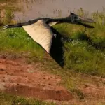 Spændende trivia om Albertosaurus – Dinosaurens danske guide