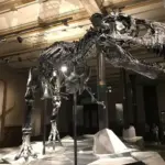 Spinosaurus: En dansk guide til en af verdens mest fascinerende dinosaurer