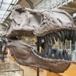 Trin-for-trin guide til at tegne Saurophaganax: Dinosaurens majestætiske udseende