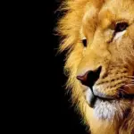 Yangchuanosaurus: Sådan levede og jagtede denne store rovdyr